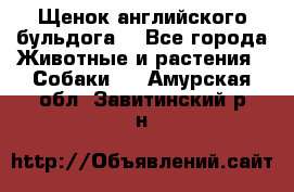 Щенок английского бульдога  - Все города Животные и растения » Собаки   . Амурская обл.,Завитинский р-н